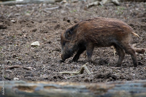 Photography Herd of wild boar feeding in Danube forest, Slovakia, Europe