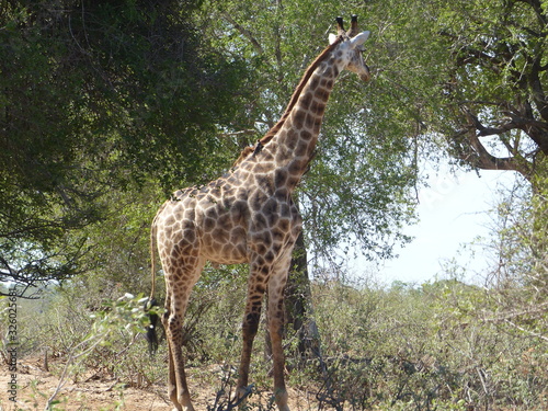 Kruger park - South Africa