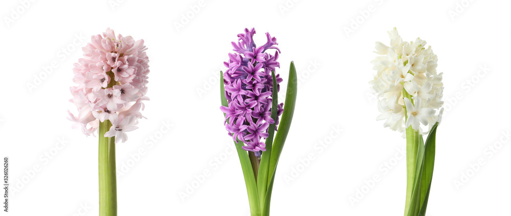 Obraz premium Collage with beautiful spring flowers on white background
