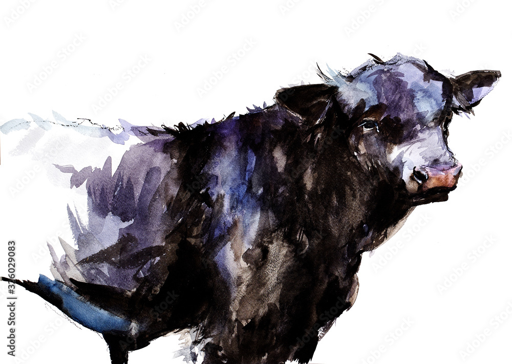 Fototapeta Bull. animal illustration. Watercolor hand drawn series of cattle animal. Welsh black breeds