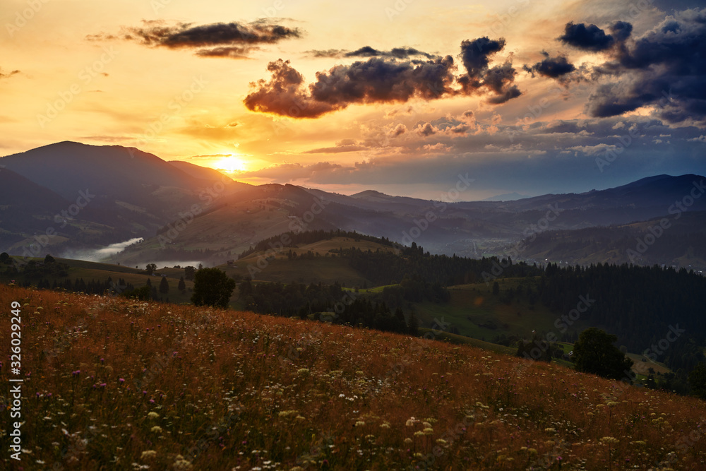 wildflowers, meadow and golden sunset in carpathian mountains - beautiful summer landscape, spruces on hills, dark cloudy sky and bright sunlight