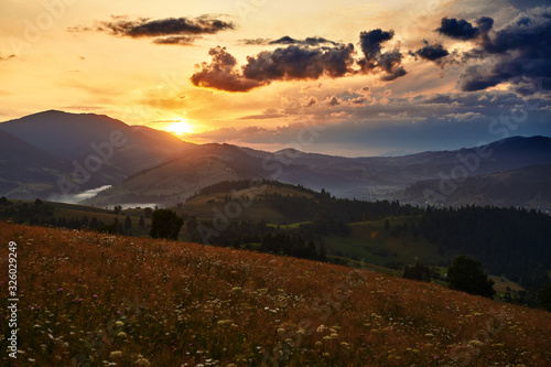 wildflowers, meadow and golden sunset in carpathian mountains - beautiful summer landscape, spruces on hills, dark cloudy sky and bright sunlight © soleg