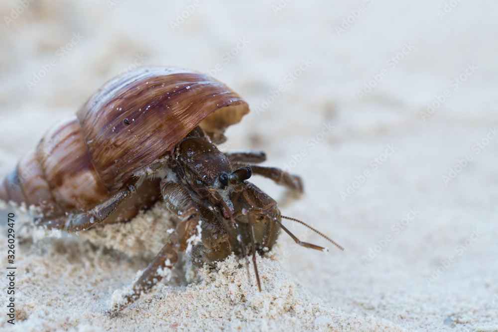 a hermit crab peaking if the coast is clear to move around 