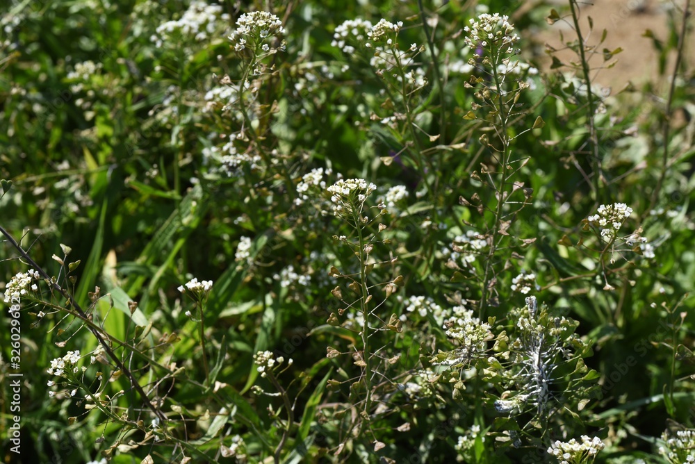 The shepherd's purse is a roadside weed that blooms white florets in spring. Young leaves are edible as wild vegetables. The shepherd's purse is a roadside weed that blooms white florets in spring. Young leaves are edible as wild vegetables.