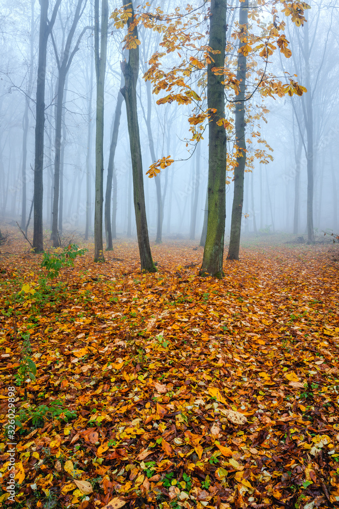 Obraz premium Foggy Forest in Late Autumn, Last Yellow Leaves on Horse Chestnut Tree, Colourful Leaves Covering the Ground