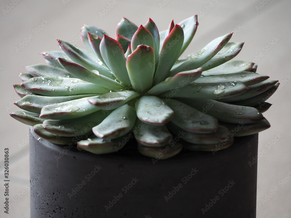 Sempervivum Sempervivum
