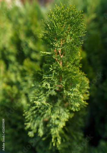 Evergreen beautiful thuja close-up in a flower shop. Small business of growing plants and trees