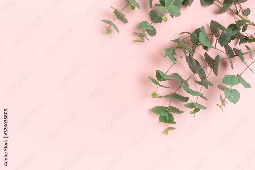Eucalyptus branches on a pink pastel background. Place for text. Eucalyptus branches on a pink pastel background. Place for text.