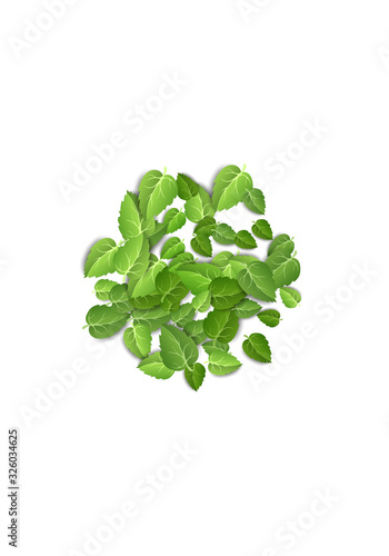 Flying green leaves on white background. Spring leaf vertical pattern on isolated backdrop. Fall fresh leaves plant. Vector illustration