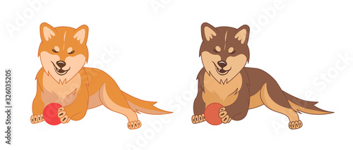 Shiba inu and Akita inu dogs.