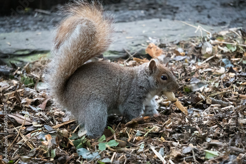 Foto Grey Squirrel (Sciurus carolinensis) burying a peanut shell