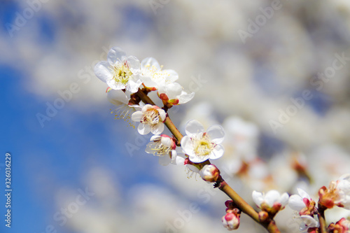 青空を背景にした白梅の花のアップ