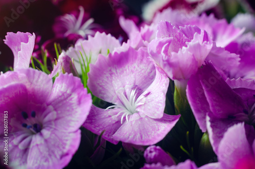 Beautiful multicolored flowers of Turkish carnation growing in a summer sunny garden close-up