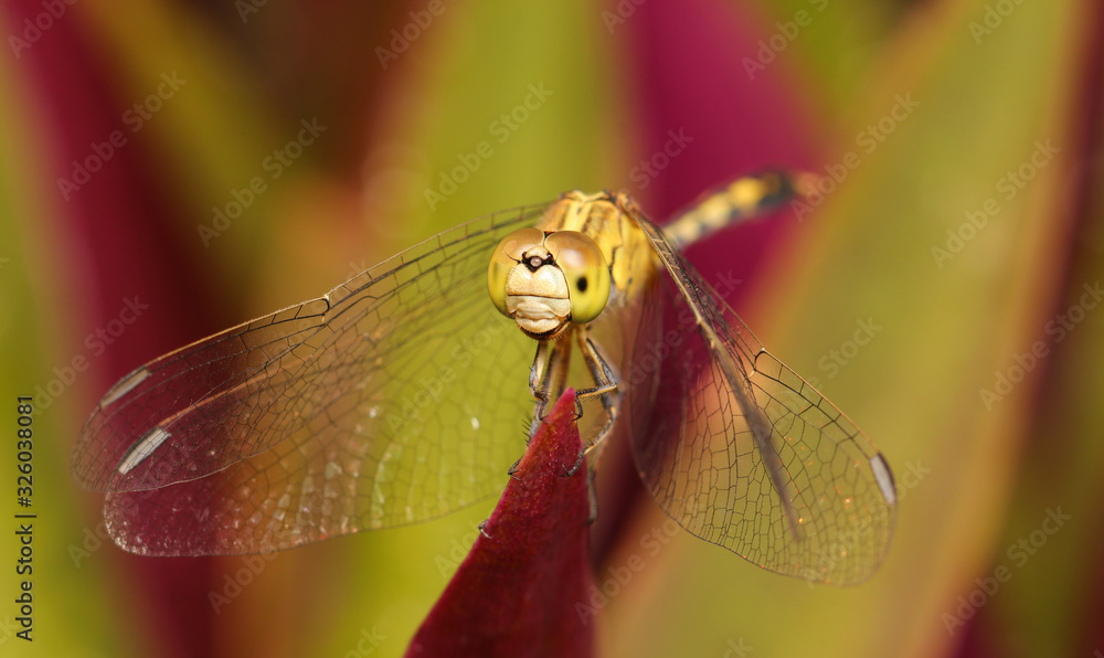 dragonfly on leaf dragonfly on leaf