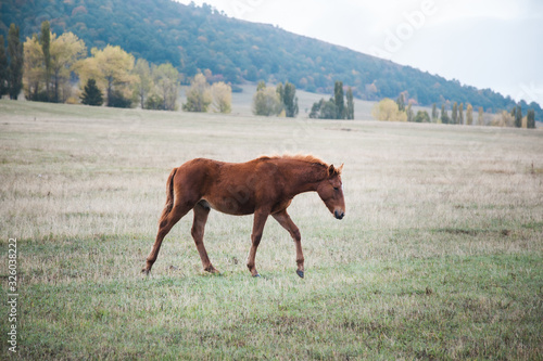 horse in the landscape