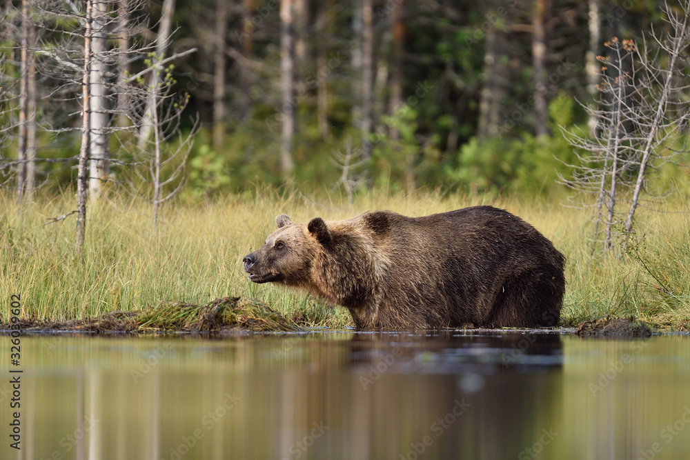 brown bear in water with forest background brown bear in water with forest background