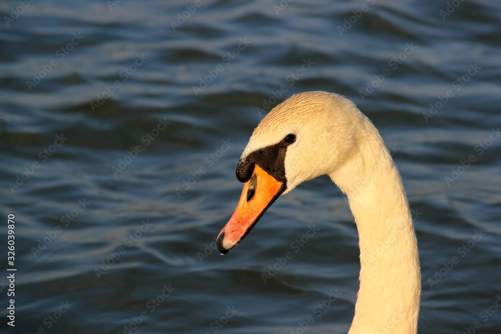 Beautiful swan portrait on nice afternoon sunlight Beautiful swan portrait on nice afternoon sunlight