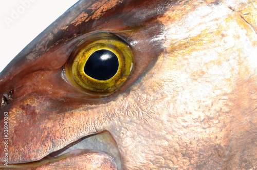 魚眼＿カンパチ