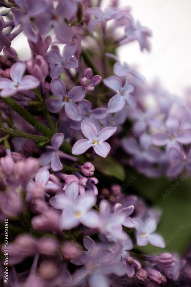 Spring flowering lilac. Bouquet of purple lilac in a white vase on a white background close-up. Selective focus. Spring flowering lilac. Bouquet of purple lilac in a white vase on a white background close-up. Selective focus.