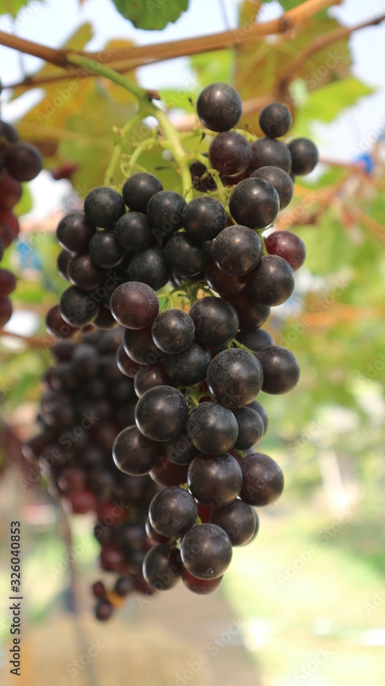 The grapes from the garden  