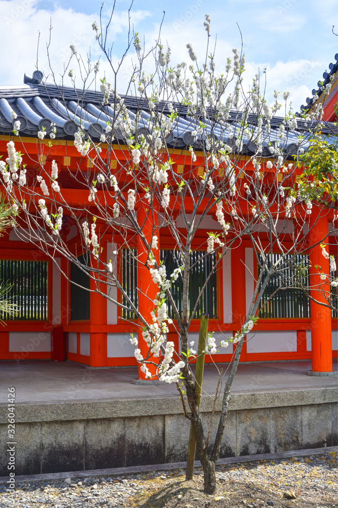 Fototapeta premium 三十三間堂の桃