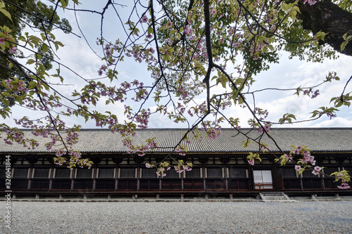 三十三間堂の桜