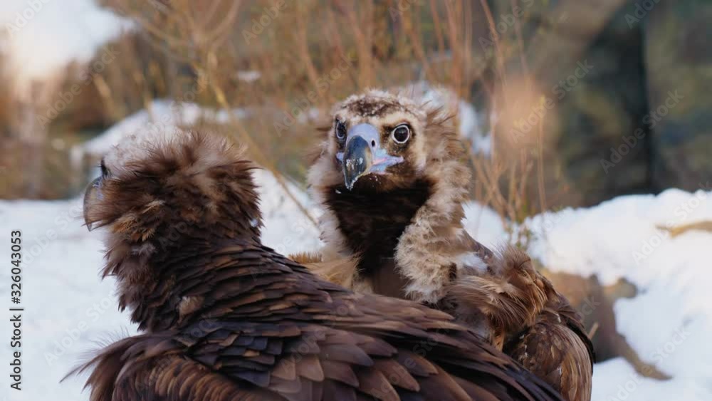 beautiful vultures walk along rocky snowy aviary at zoo beautiful vultures walk along rocky snowy aviary at zoo