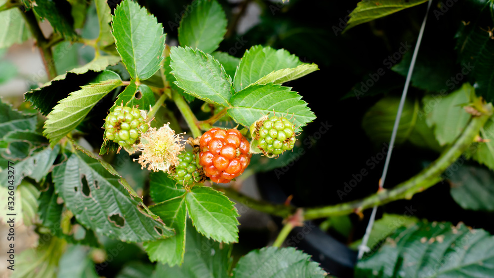 Wild berry with leaf in darkness, the sun lighting on. use as background texture. Wild berry with leaf in darkness, the sun lighting on. use as background texture.
