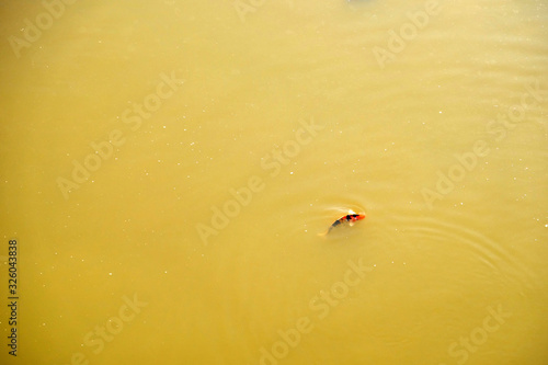 1 fish swims above the water surface