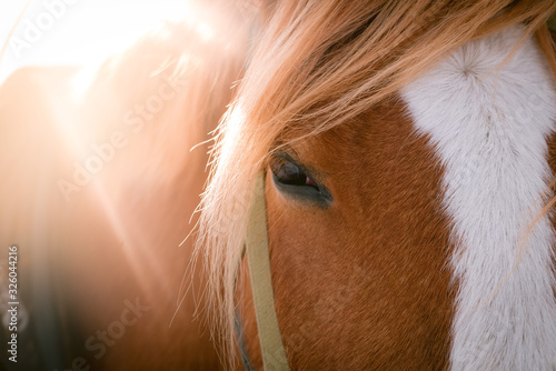 Horse eye shoot outdoors at animal farm