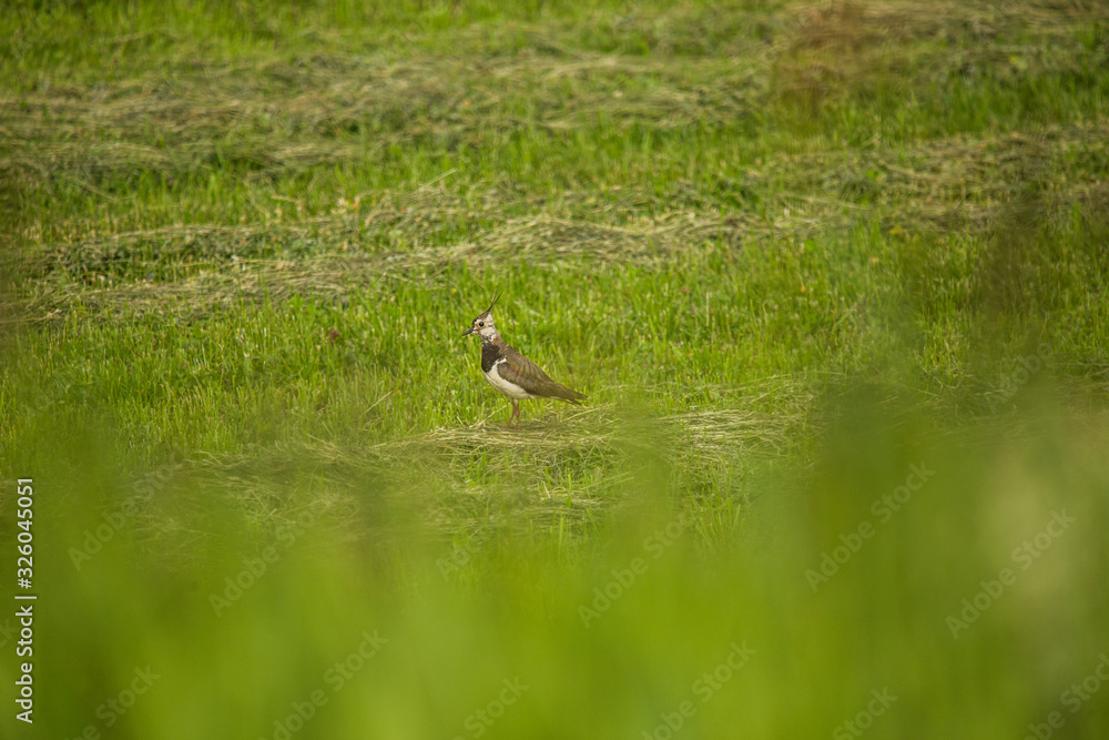A beautiful small singing bird feeding and singing in the backyard. Spring scenery with a bird. A beautiful small singing bird feeding and singing in the backyard. Spring scenery with a bird.