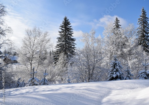 snow covered trees