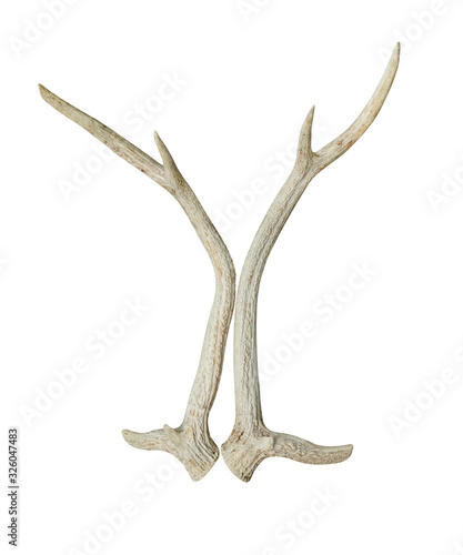 antlers of spotted deer isolated on white background ,include clipping path