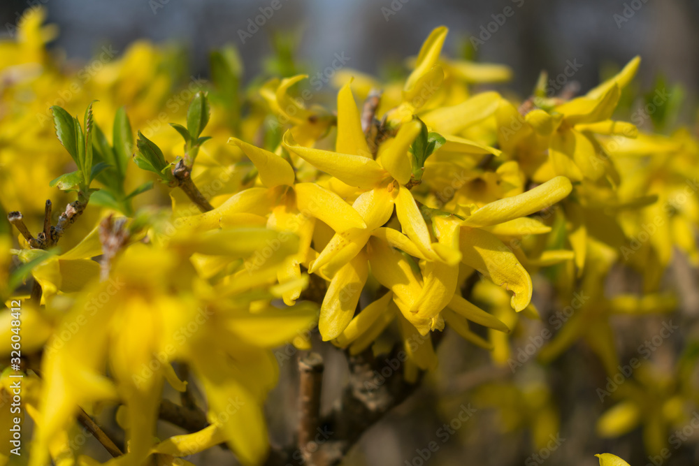 Obraz premium Flowers