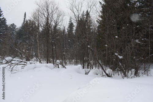 snow cover, snowdrifts in the forest