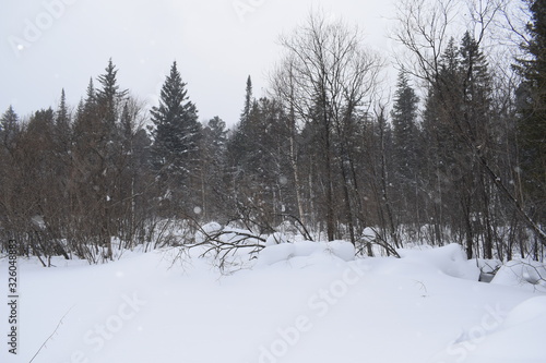 snow cover, snowdrifts in the forest