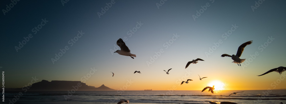Fototapeta premium Seagulls flying over beach with table mountain in background