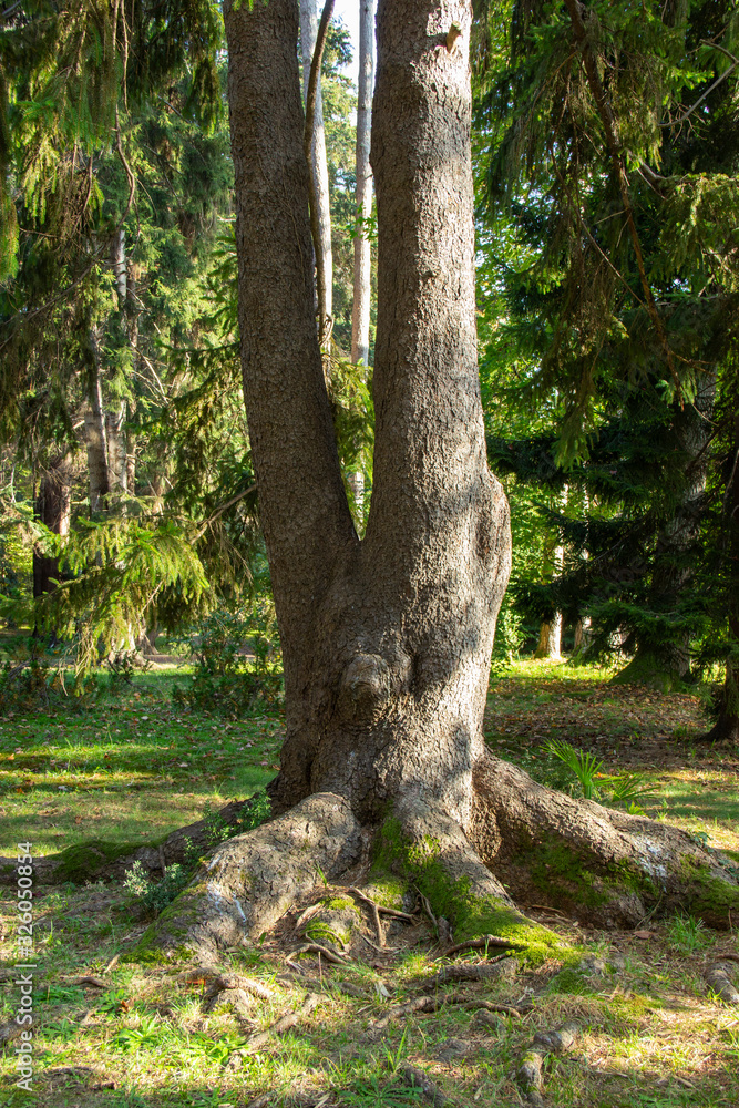 old tree with open, beautiful roots in an autumn forest old tree with open, beautiful roots in an autumn forest