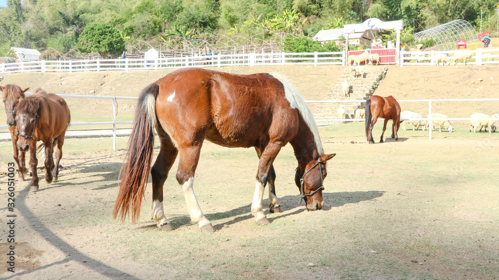 The horse stood in the middle of the field. The horse stood in the middle of the field.