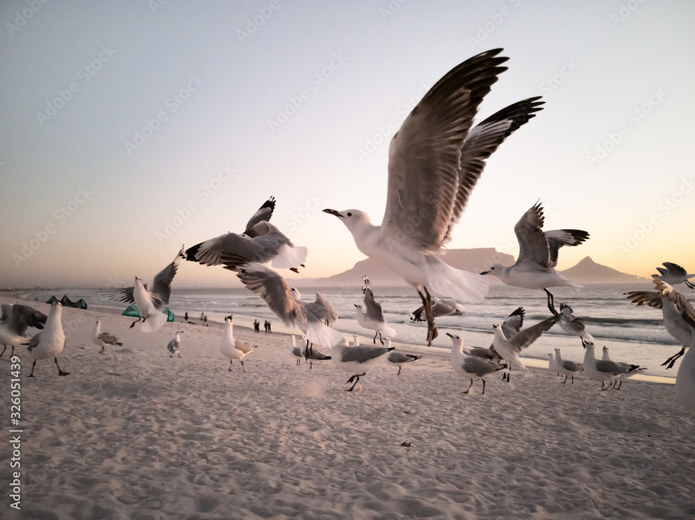 Fototapeta premium Seagulls flying over beach with table mountain in background