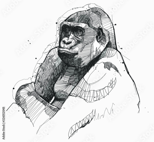 Gorilla Sketch