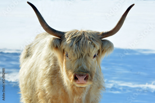 Highland cow in winter pasture