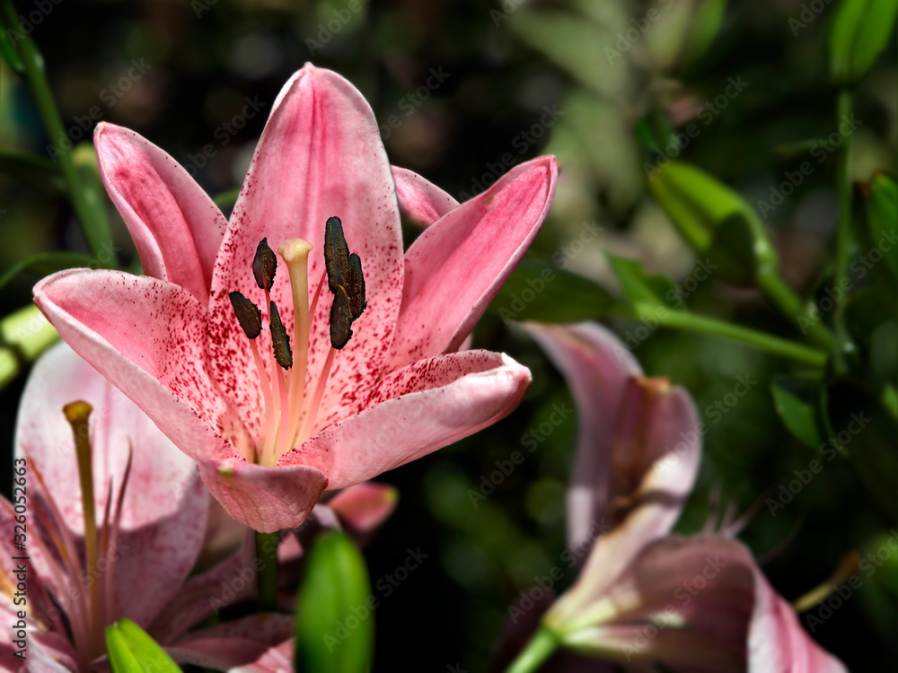 Pink tiger lily in garden Pink tiger lily in garden