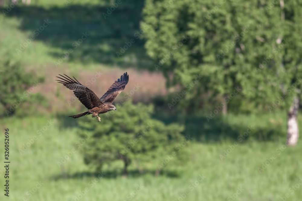 Obraz premium Black Kite