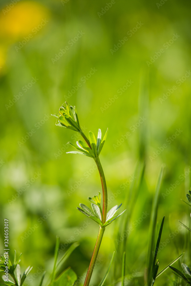 A beautiful close-up of a fresh green grass in the backyard. Spring scenery.