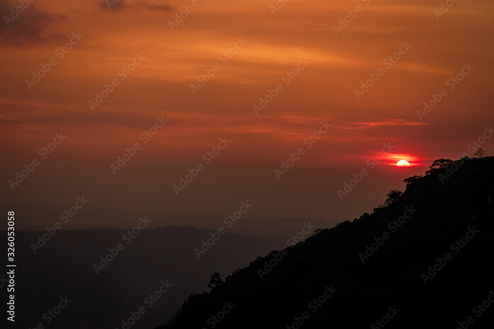 Obraz premium the sunset in sommer forest.