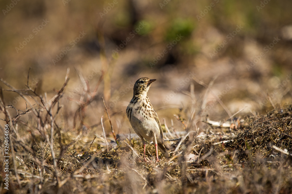 A beautiful song thrush in a forest clearing in spring. Beautiful scenery in the wild. A beautiful song thrush in a forest clearing in spring. Beautiful scenery in the wild.