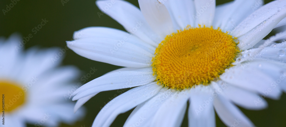 Obraz premium Chamomile flowers with drops of water on the green background