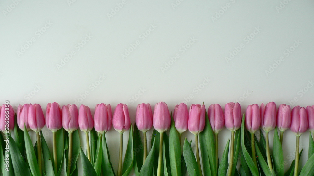Fototapeta Spring Tulip Banner. Pink tulips lying in a row on white background with place for text. Mother's Day and Women's day greeting card concept.
