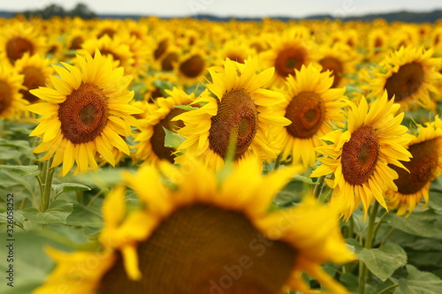  yellow sunflowers blossomed in the field, like the sun